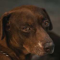 Top 5 Tools to Stop Excessive Barking
